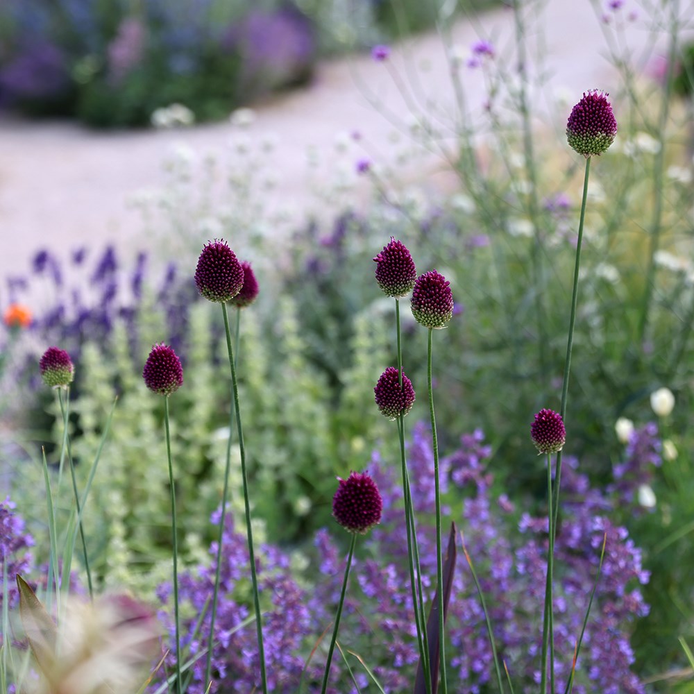 round-headed leek bulbs round-headed leek bulbs