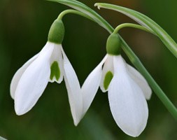 Galanthus nivalis (common snowdrop bulbs)