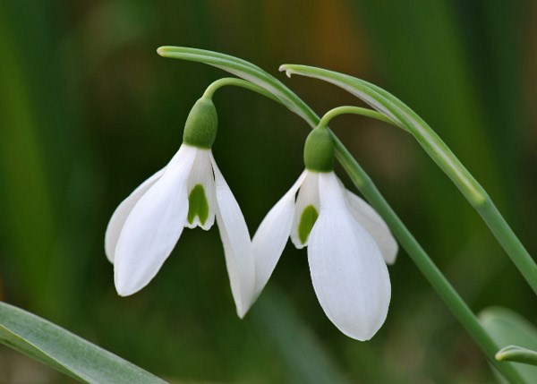 common snowdrop bulbs common snowdrop bulbs