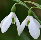 common snowdrop