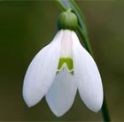 Galanthus woronowii