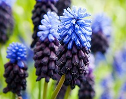 Muscari latifolium (grape hyacinth bulbs)