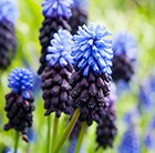 grape hyacinth