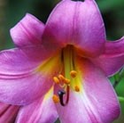 Lilium Pink Perfection Group