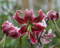 Lilium 'Black Beauty' (lily bulb)