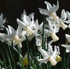 Narcissus Jenny