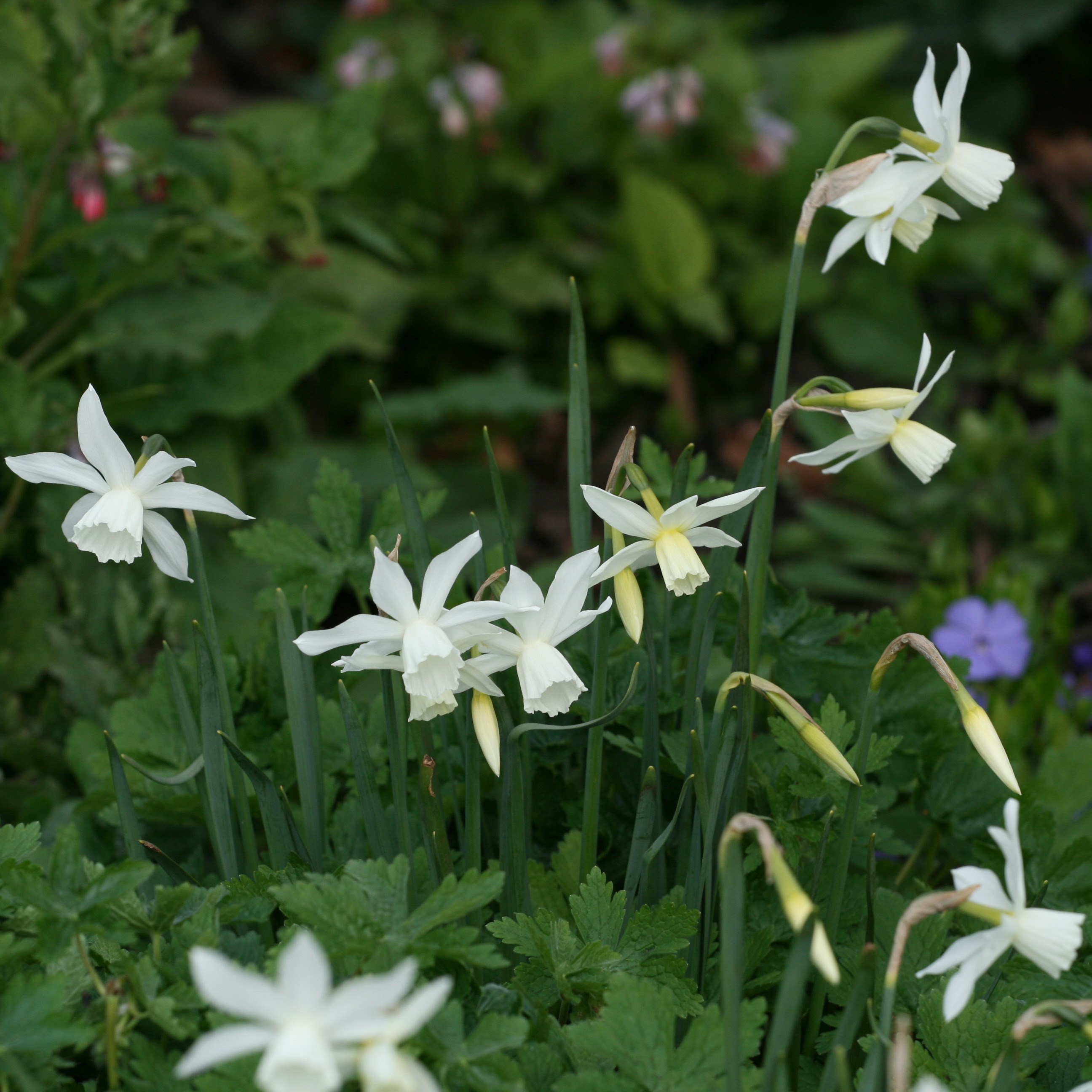 triandrus daffodil bulbs