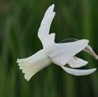 Narcissus Thalia