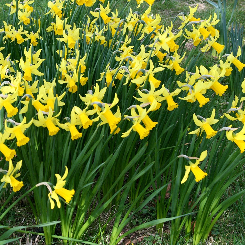 cyclamineus daffodil bulbs cyclamineus daffodil bulbs