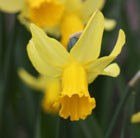cyclamineus daffodil