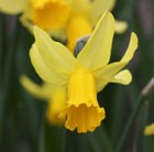 Narcissus February Gold