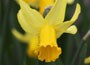 cyclamineus daffodil