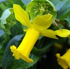 Narcissus Rapture