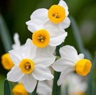 species daffodil