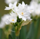 paperwhite daffodil