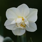 Narcissus Cheerfulness