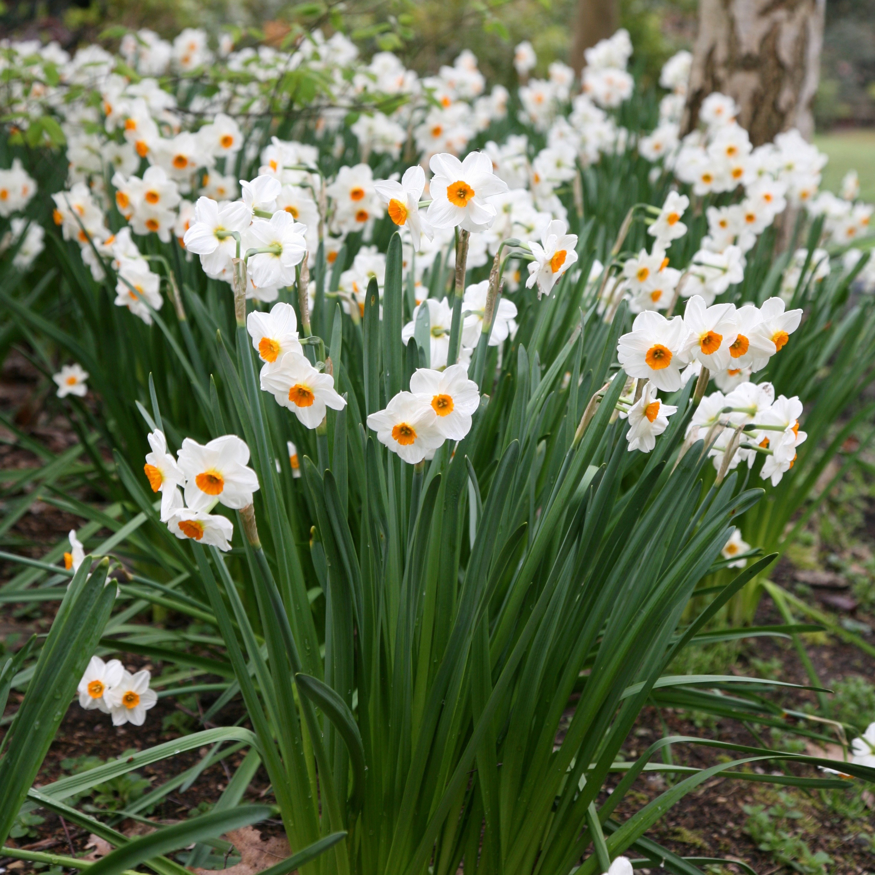 tazetta daffodil bulbs