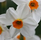 tazetta daffodil