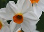 tazetta daffodil bulbs