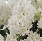 Narcissus Ziva