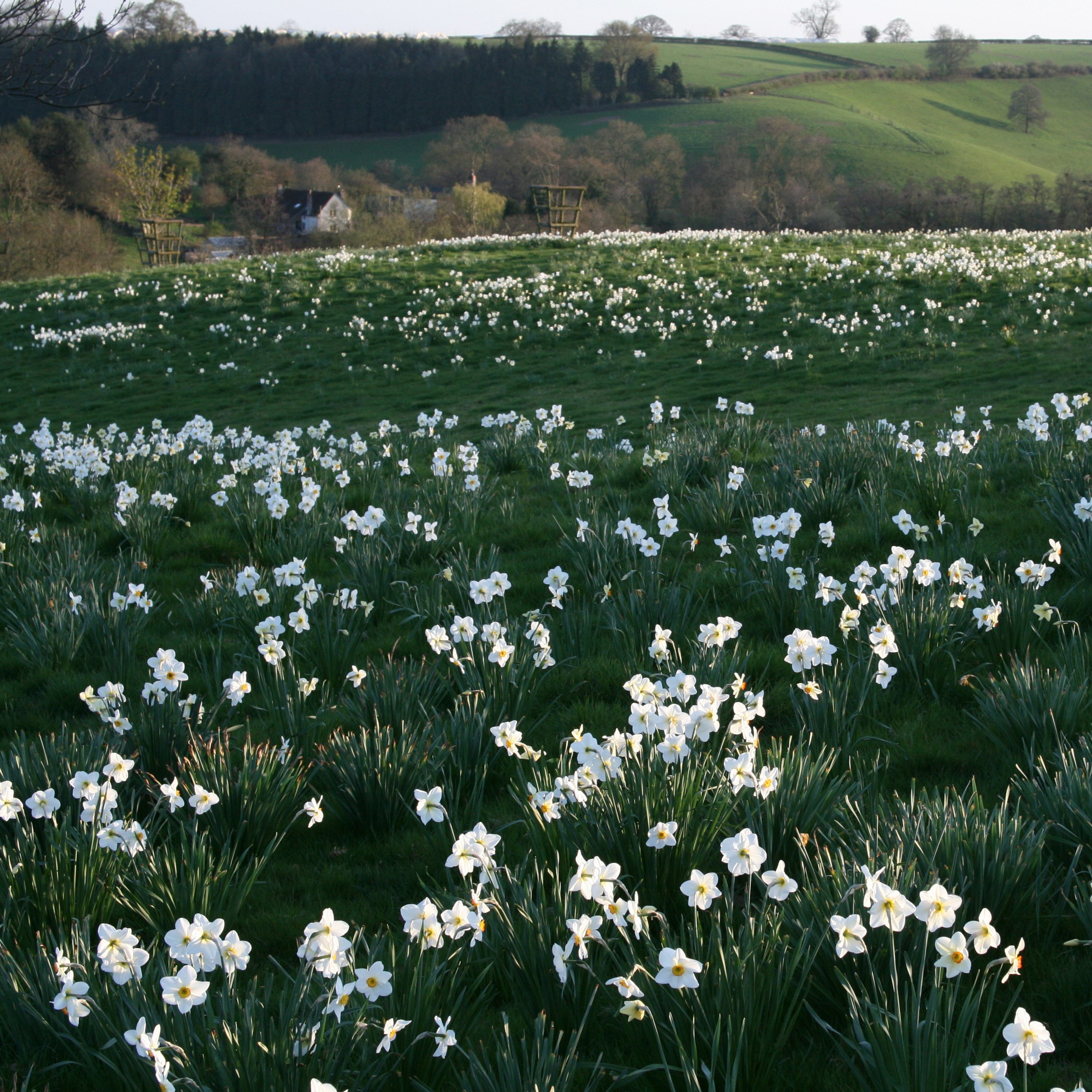 poeticus daffodil bulbs