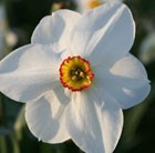 Narcissus Actaea