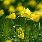 Narcissus bulbocodium conspicous