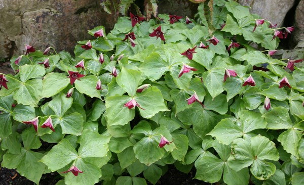 birthroot bulbs birthroot bulbs