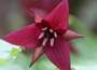 birthroot bulbs