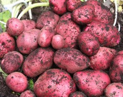 potato 'Red Duke of York' (potato - first early, Scottish basic seed potato)