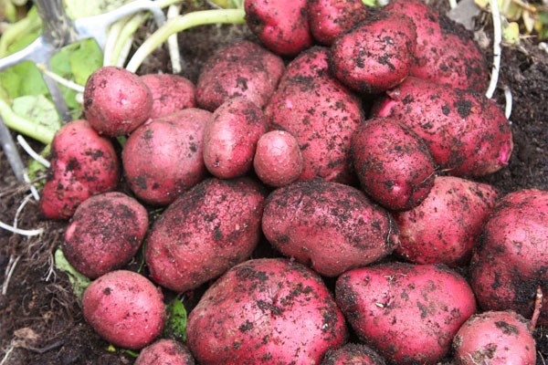 potato - first early, Scottish basic seed potato potato - first early, Scottish basic seed potato