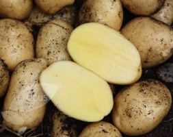 potato - ultra early, Scottish basic seed potato