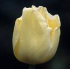 Tulipa Nicholas Heyek