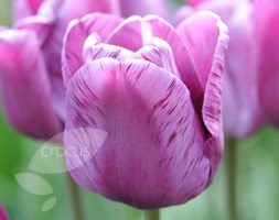single late tulip bulbs