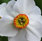 poeticus daffodil