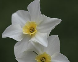 Narcissus 'Lieke' (jonquilla daffodil bulbs)