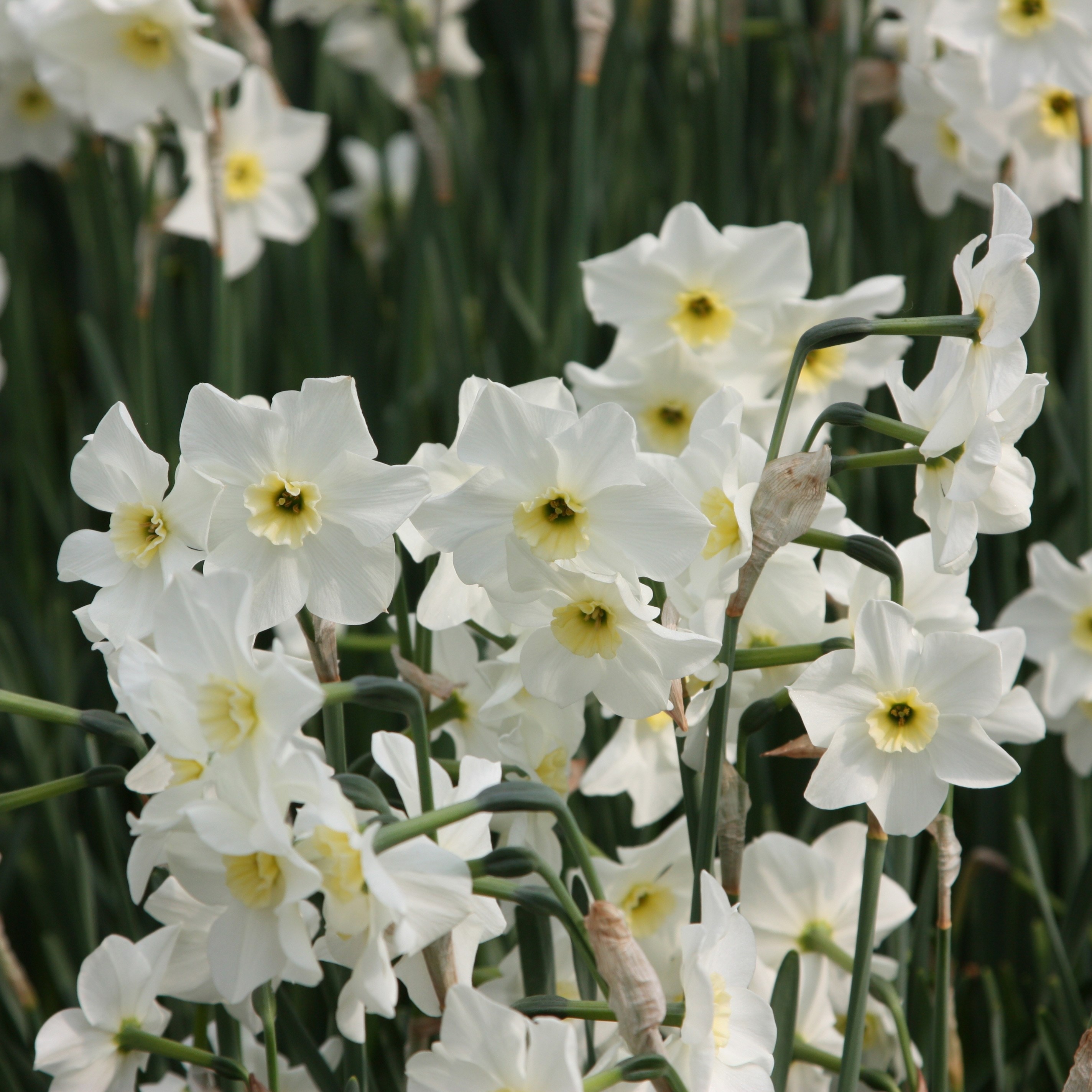 jonquilla daffodil bulbs