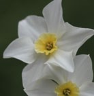 jonquilla daffodil