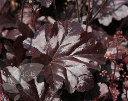 Heuchera  'Obsidian' (PBR) (coral bells)