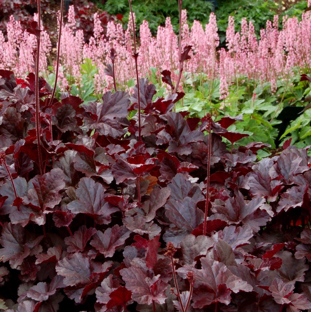 coral bells