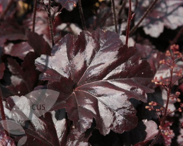 coral bells