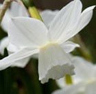 Narcissus Niveth