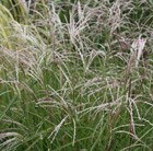 purple moor-grass
