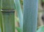 Blue Bamboo