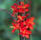 montbretia