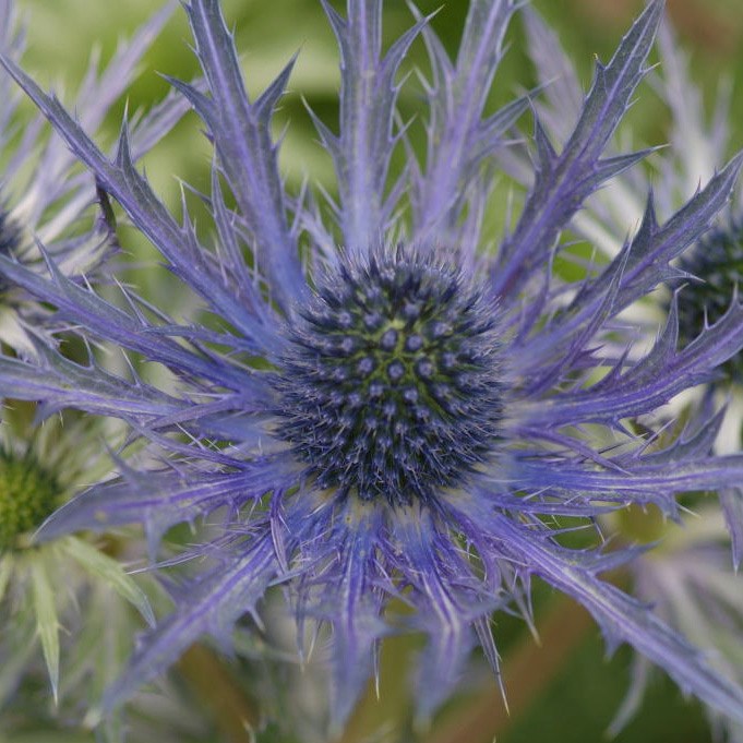 sea holly