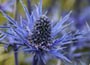 Sea Holly