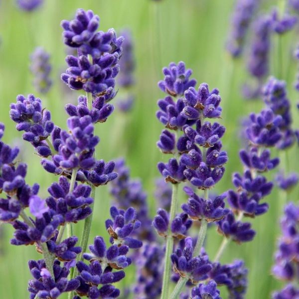 lavender