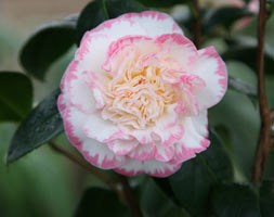 Camellia japonica 'Margaret Davis' (camellia)