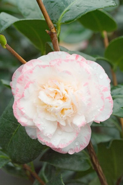 camellia
